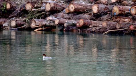 Projekt Ökofonds: Aareufer Löchliguet