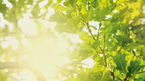 Tarife und Produkte Gas