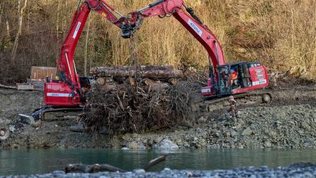 Bagger senken Verbauten aus Wurzelstämmen und Rundholz in die Aare ab.