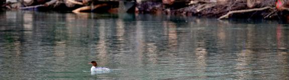 Ökofonds naturemade Energie Wasser Bern